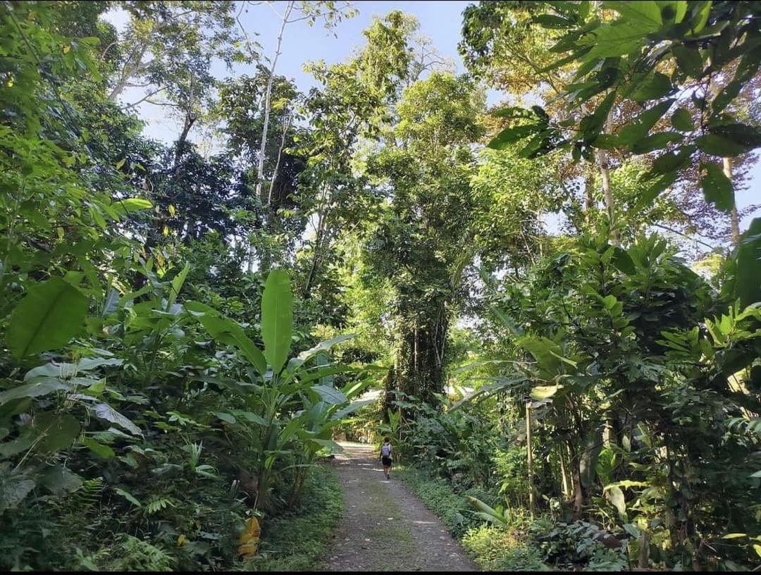 Casa Palmera Cocles, 300M To The Beach Puerto Viejo de Talamanca ภายนอก รูปภาพ